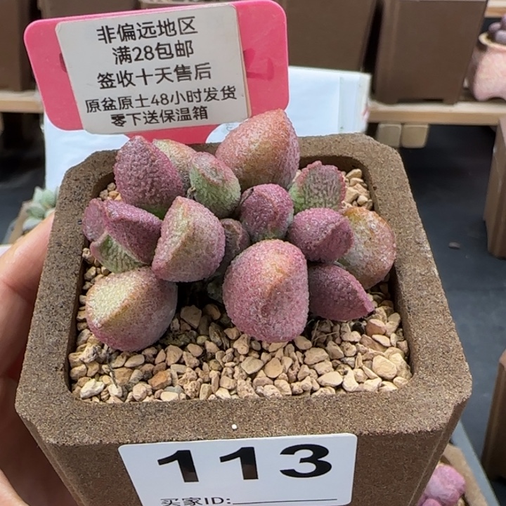 113赛猪肝多肉植物