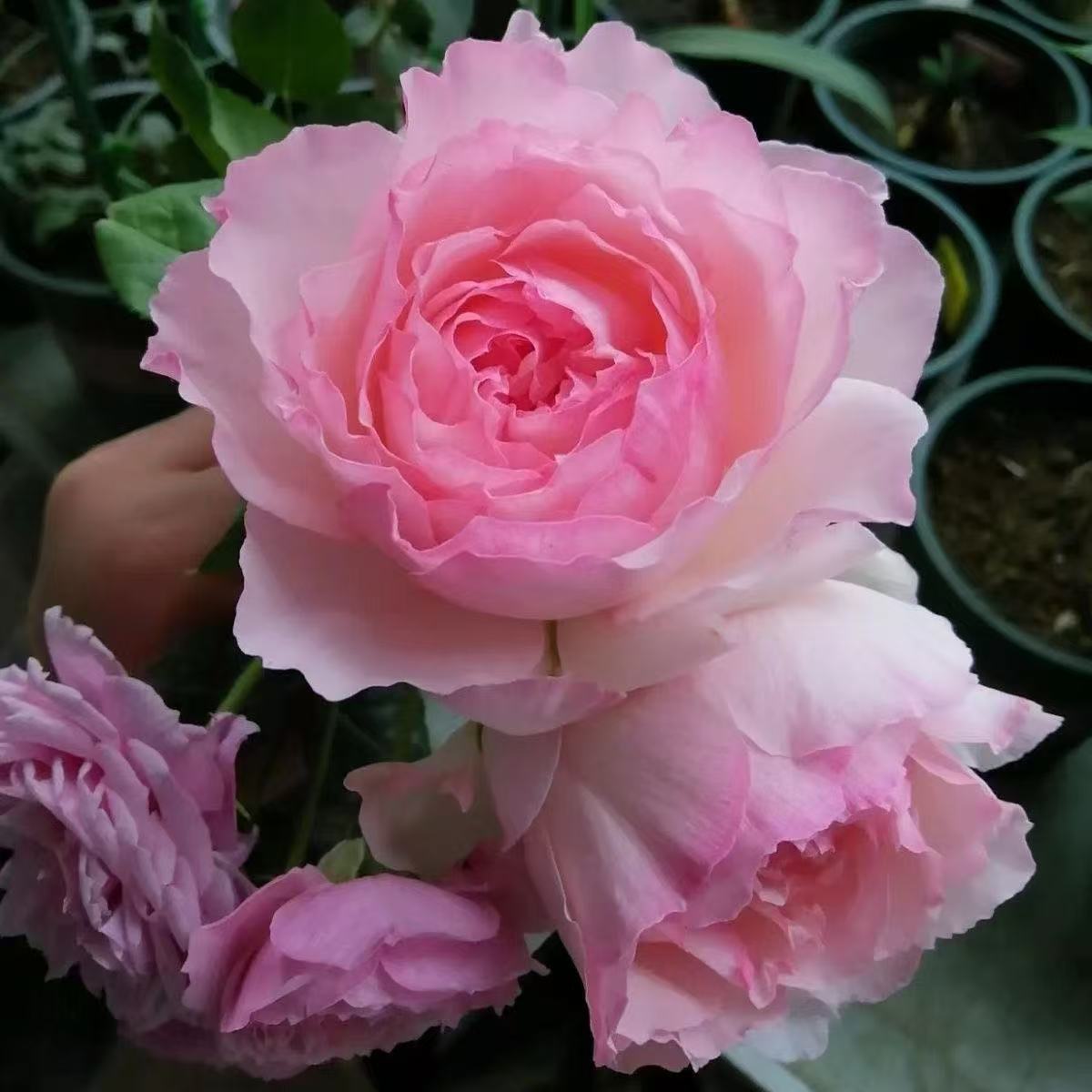 佩尔朱克 新品日月月季灌森大花阳台盆栽地栽浓香花卉四季开花