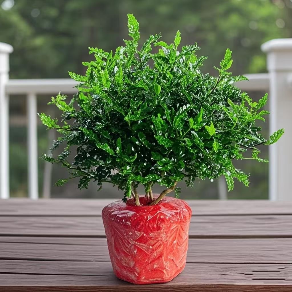 清香盆栽烘焙强力驱蚊草绿植四季绿花卉室内胡椒木好养净化空气