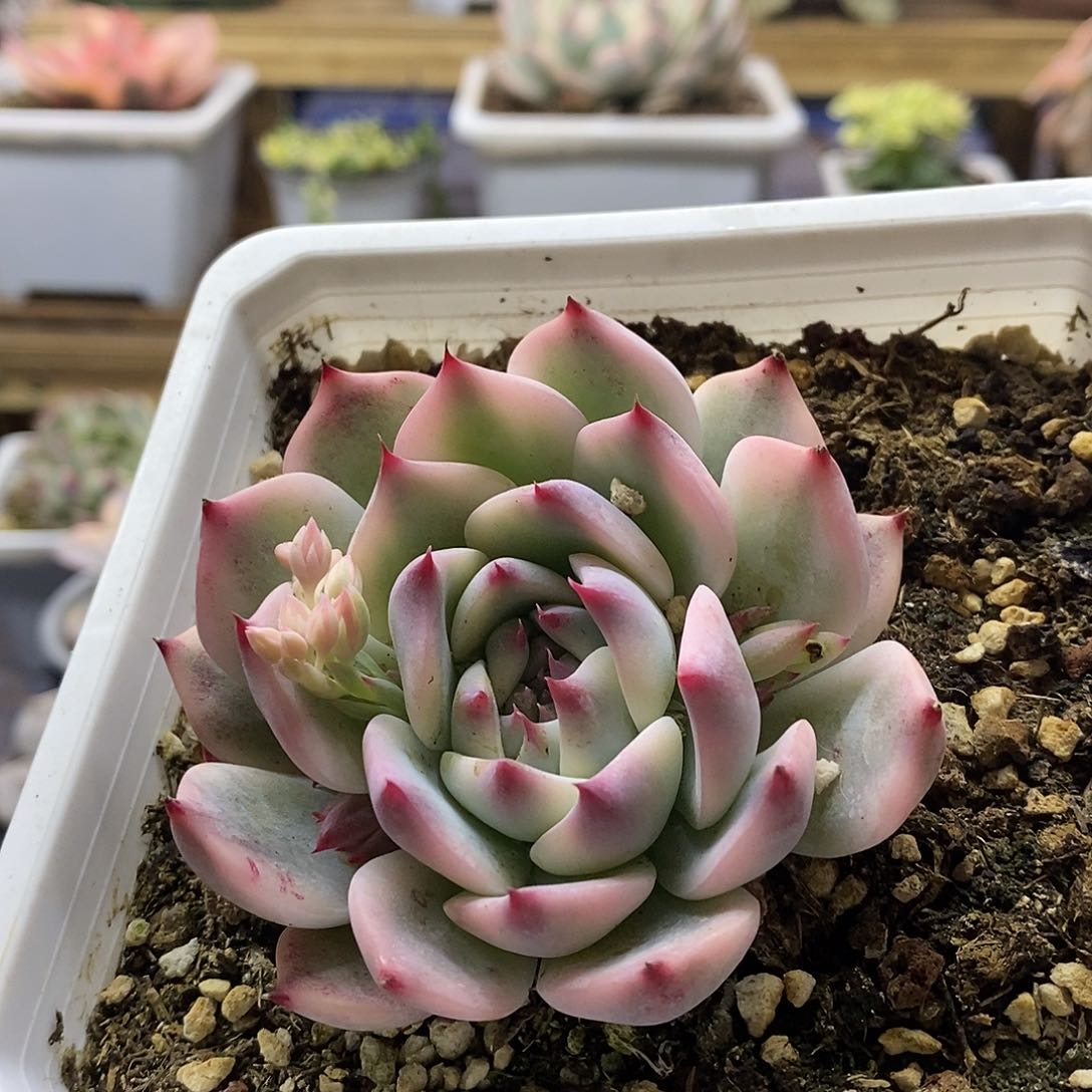 19165 吉娃娃覆轮锦