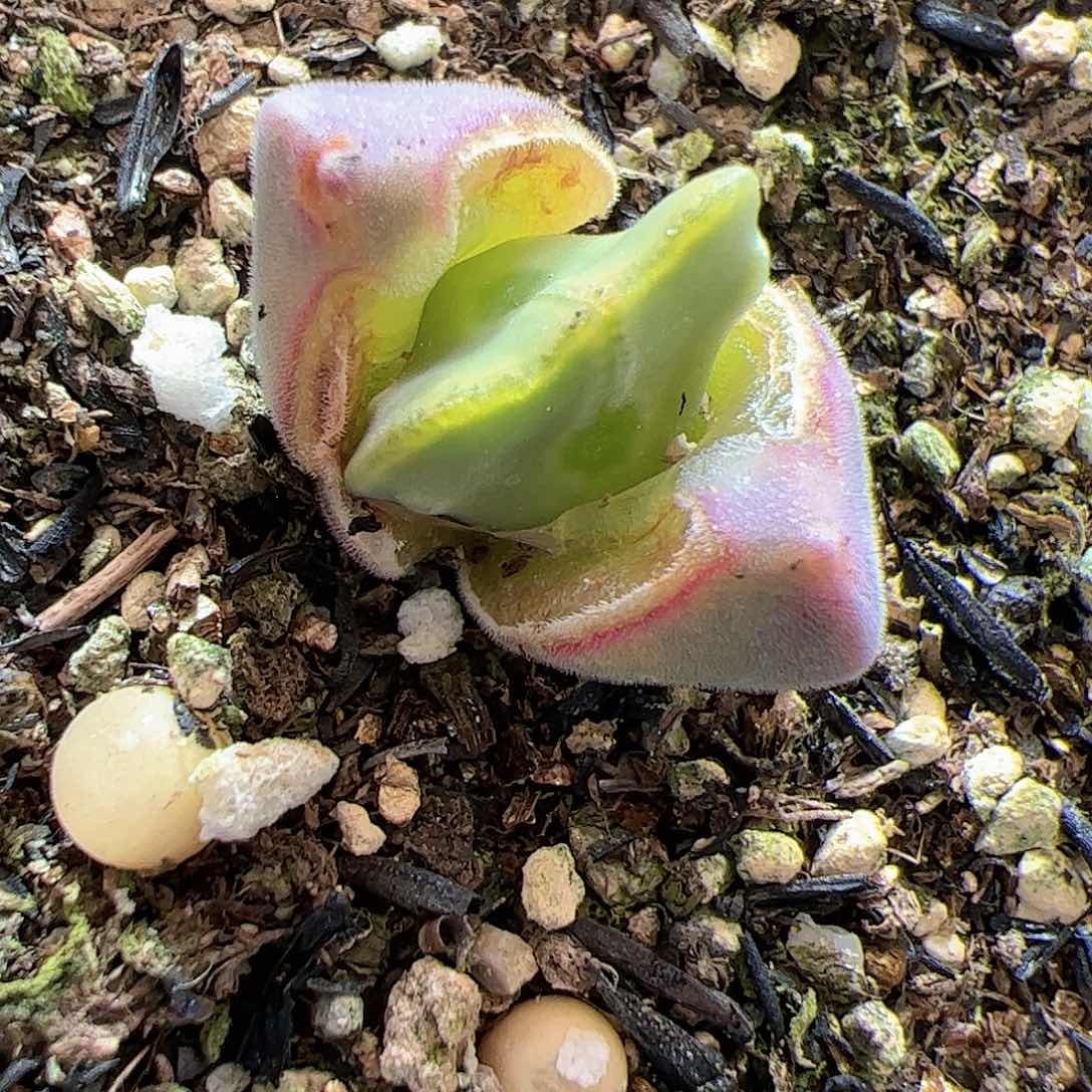 【闪购商品】32 空蝉