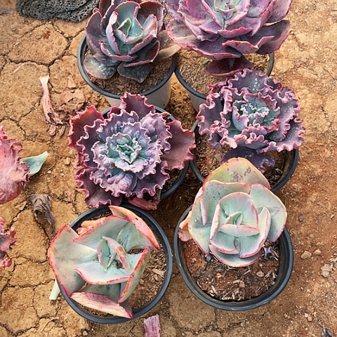 用****8多肉植物杂交 6棵