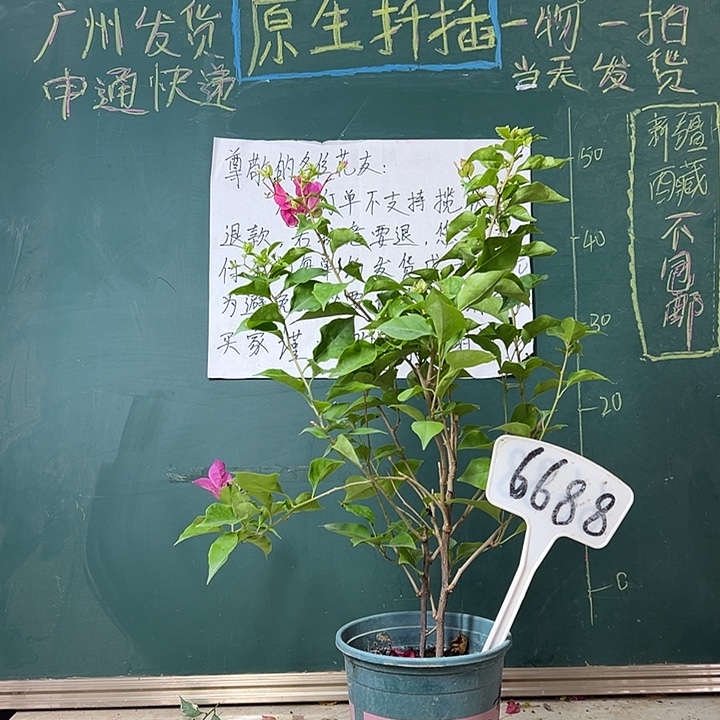 全部花苞   双杆 粉雀6688