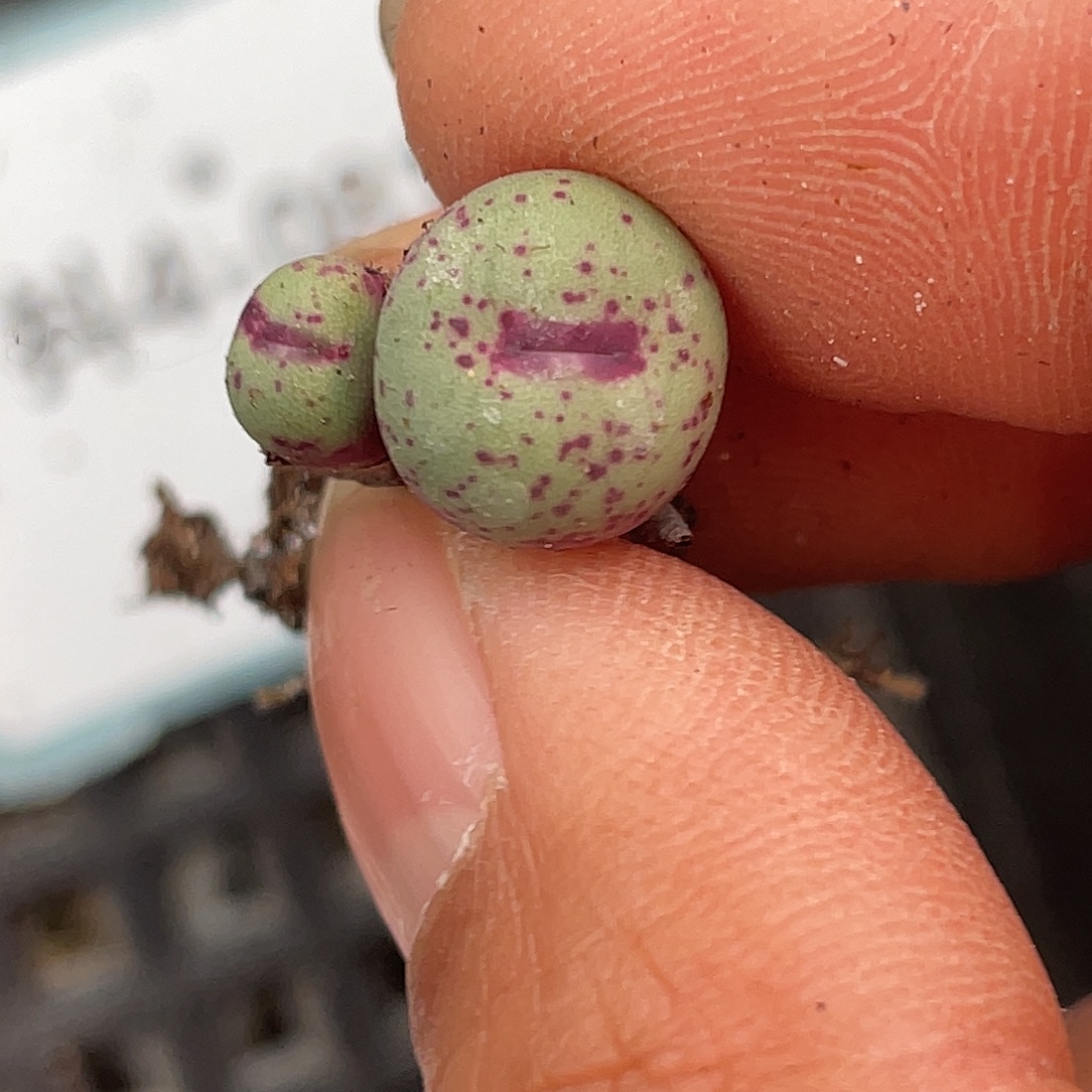 4-81嘴多肉植物肉锥