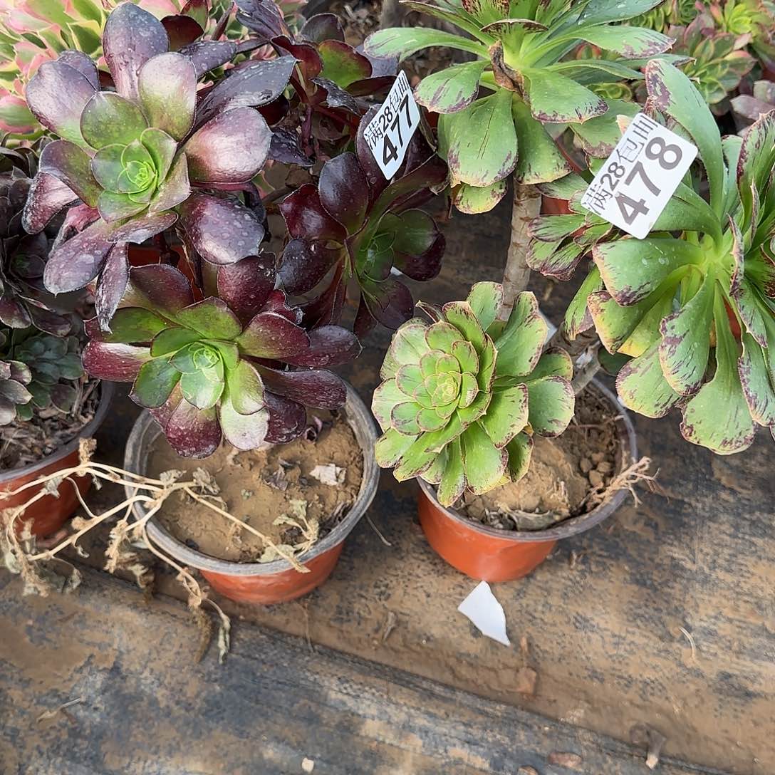 夏**族多肉477+478满28包邮断枝不包