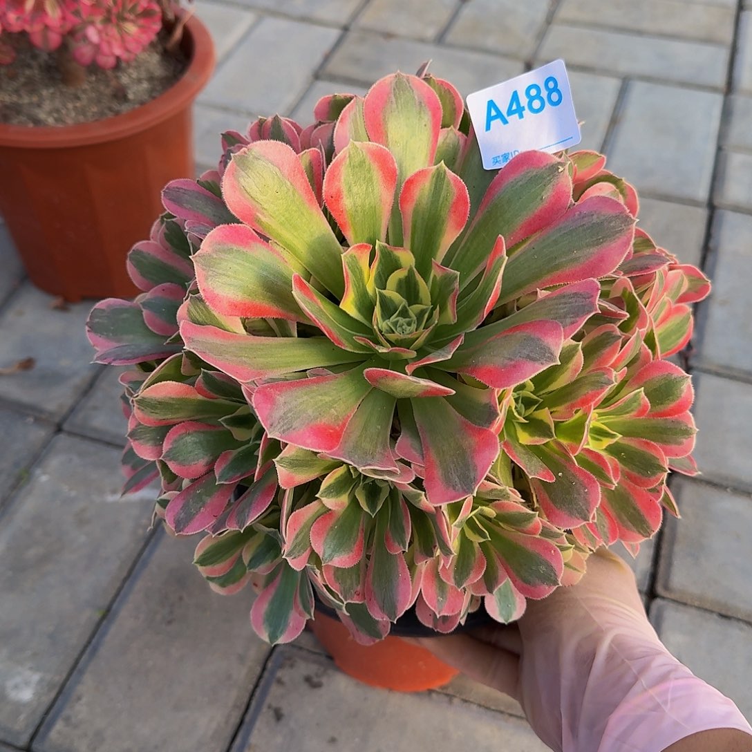 488白凤3333冠服22左右