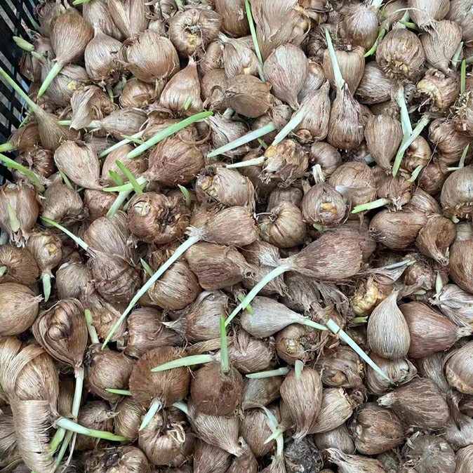 小苍兰种球花卉盆栽四季开花浓香大花型耐寒耐热好养活