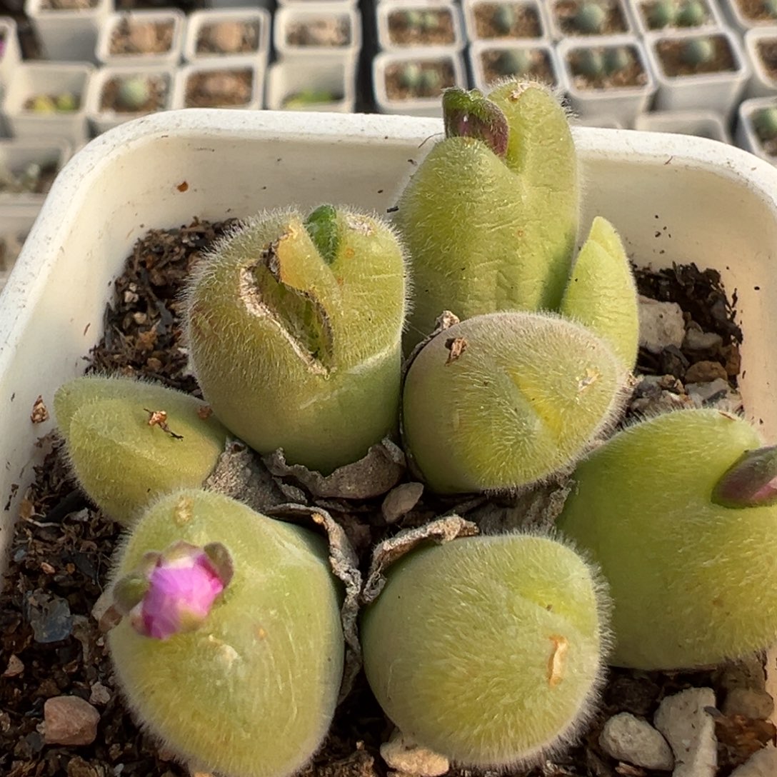 601多肉植物百科毛翠滴