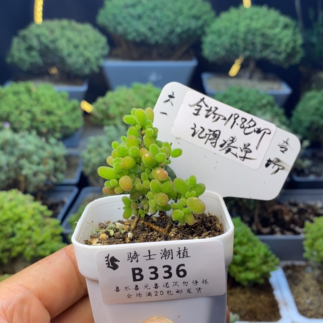 336蜜橘糖球61特