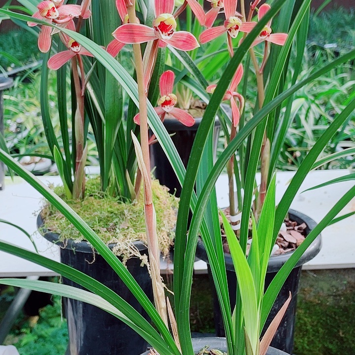 小***易完全开放一物漂亮