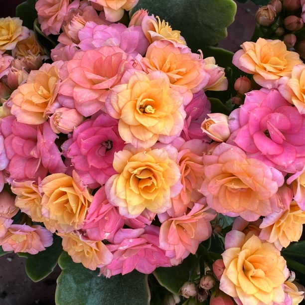 长寿花园～【劳瑞拉】120盆 颜色渐变