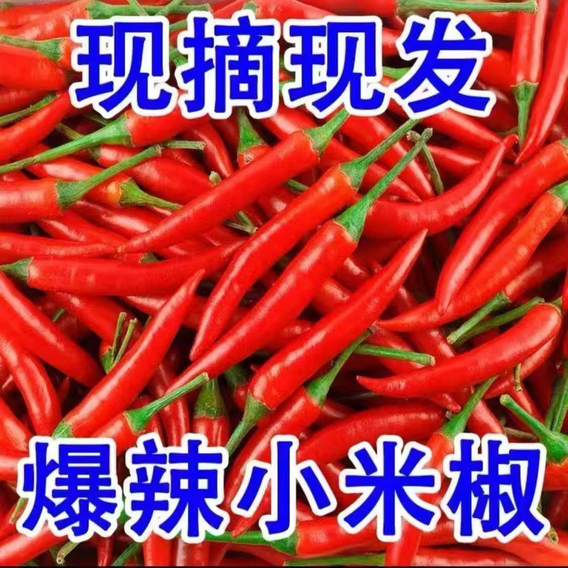 （顺丰包邮）鲜辣椒现摘朝天椒小米椒巨辣辣鲜椒特辣红辣椒