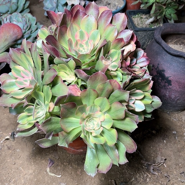 多肉植物法师洛神8