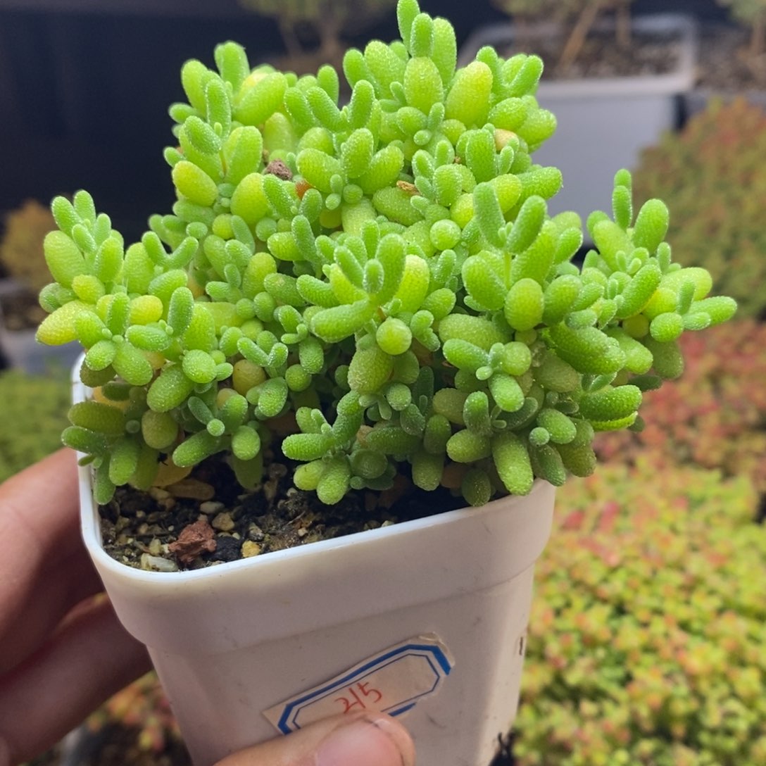 d113号蜜橘糖球枝干多肉