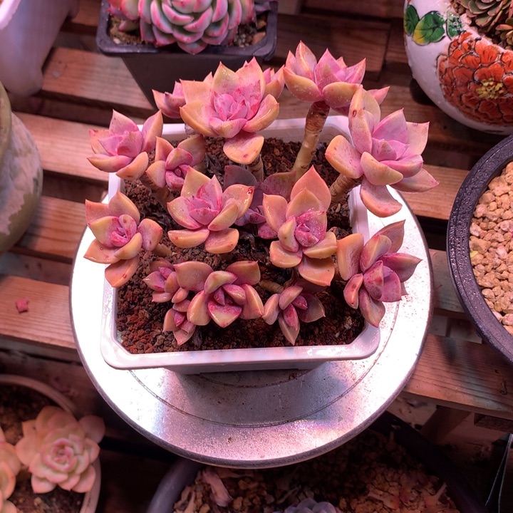 韩版初恋多肉植物fyhg