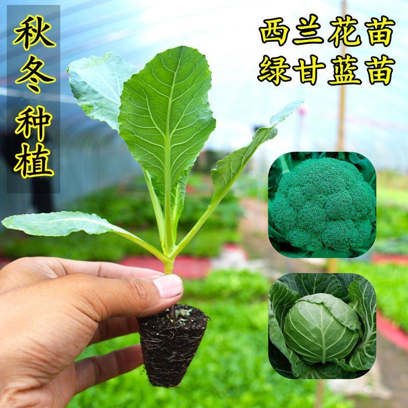 西蓝花西兰花秧苗花菜耐热抗寒菜种大全蔬菜种子春秋种业种菜绿色
