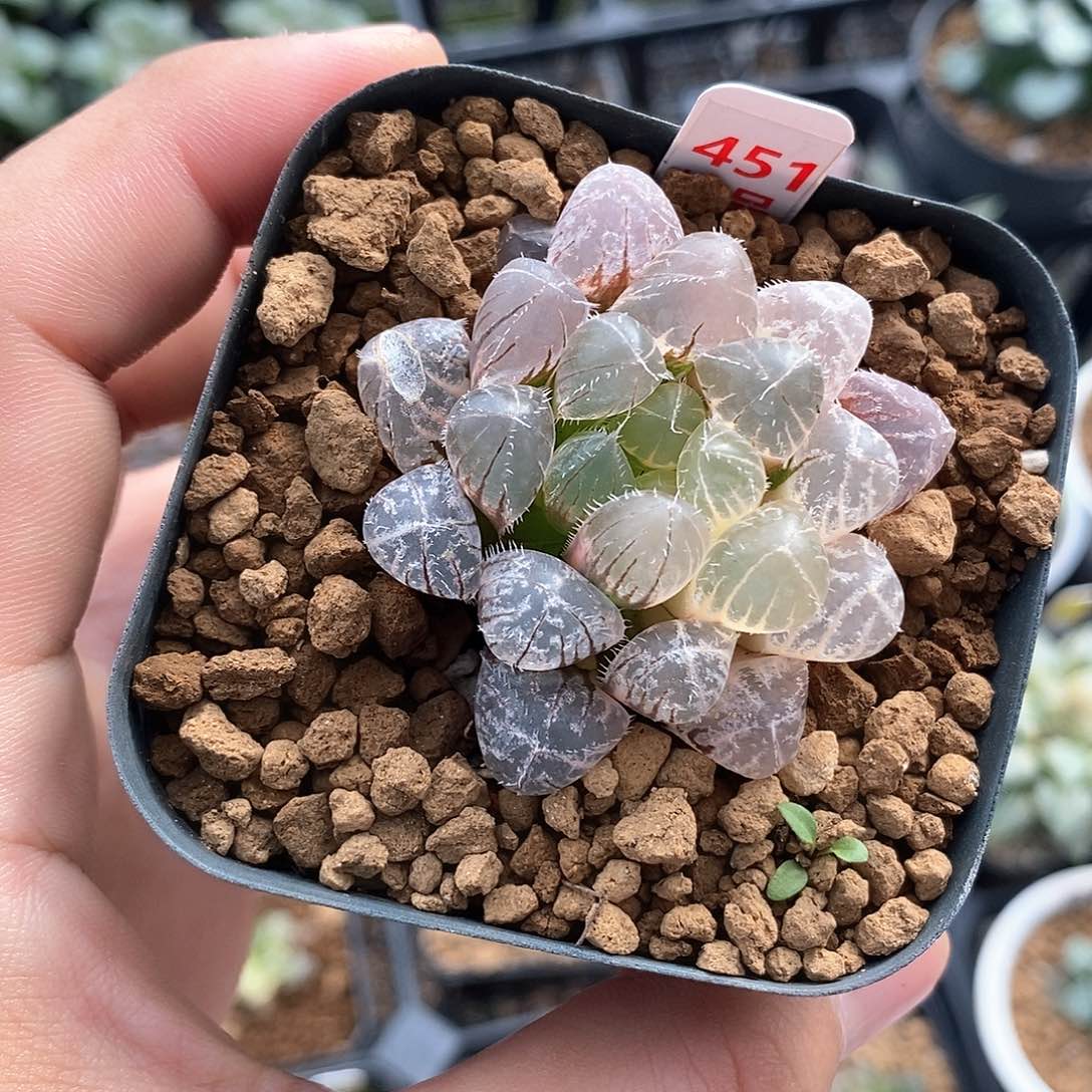 红陶451号小叶赤线玉露锦