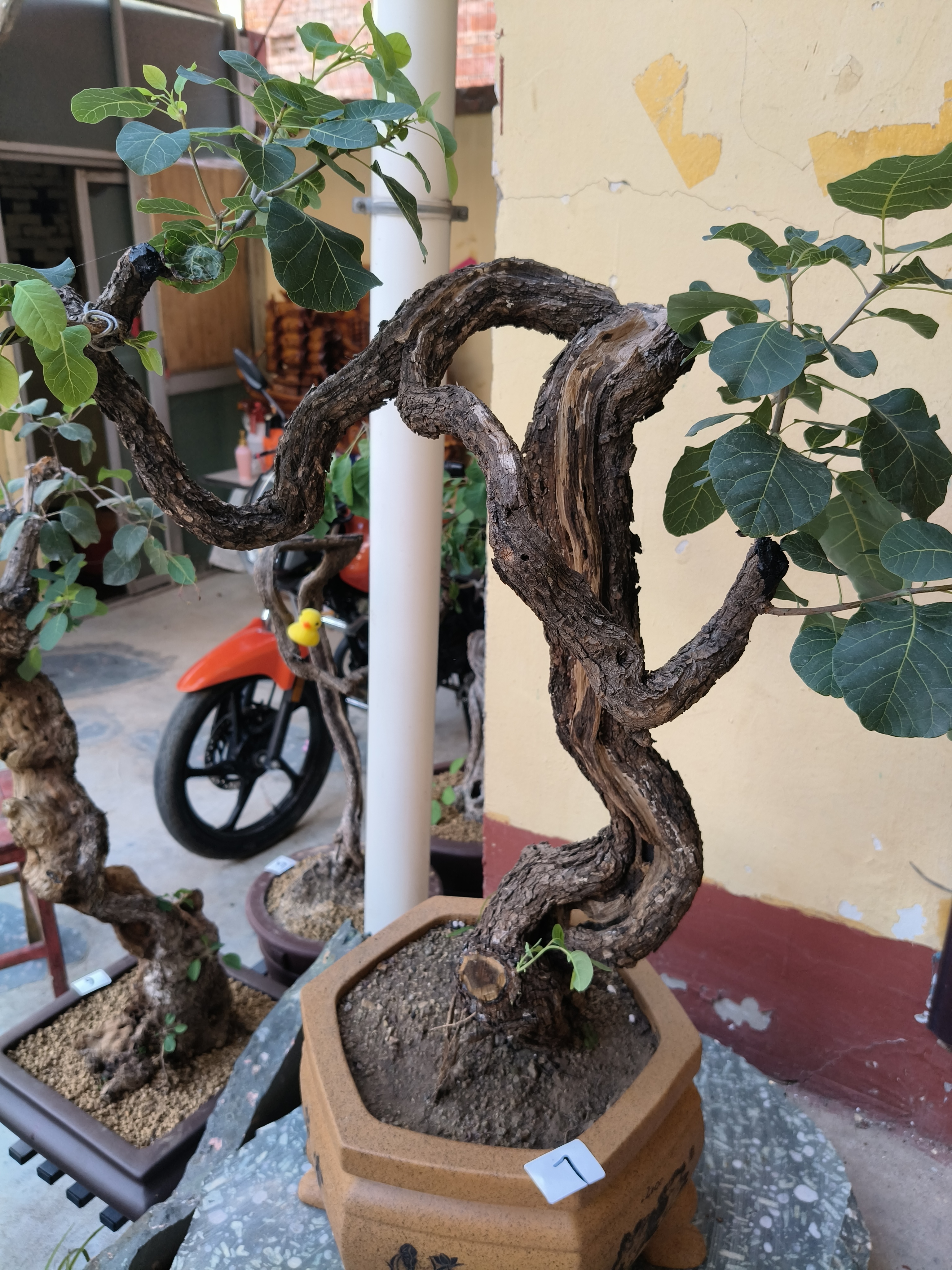 黄栌绿植盆景适合室内外装饰