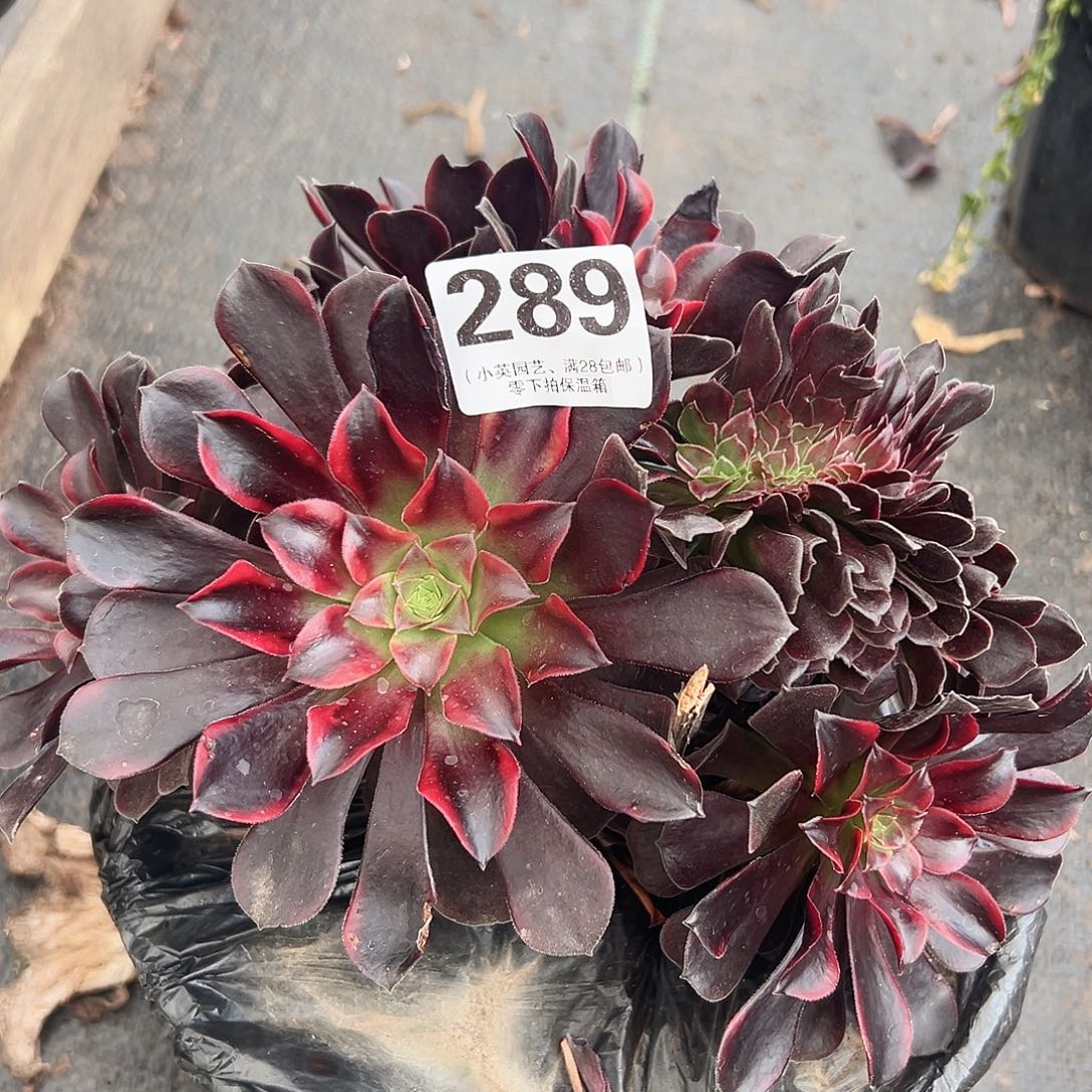 多肉植物289多肉缀化