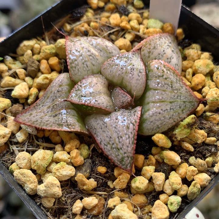 泰姬陵带盆土发货