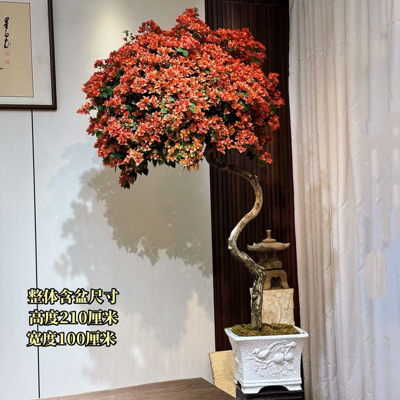 【叶胜园艺】精品佩德罗三角梅盆景