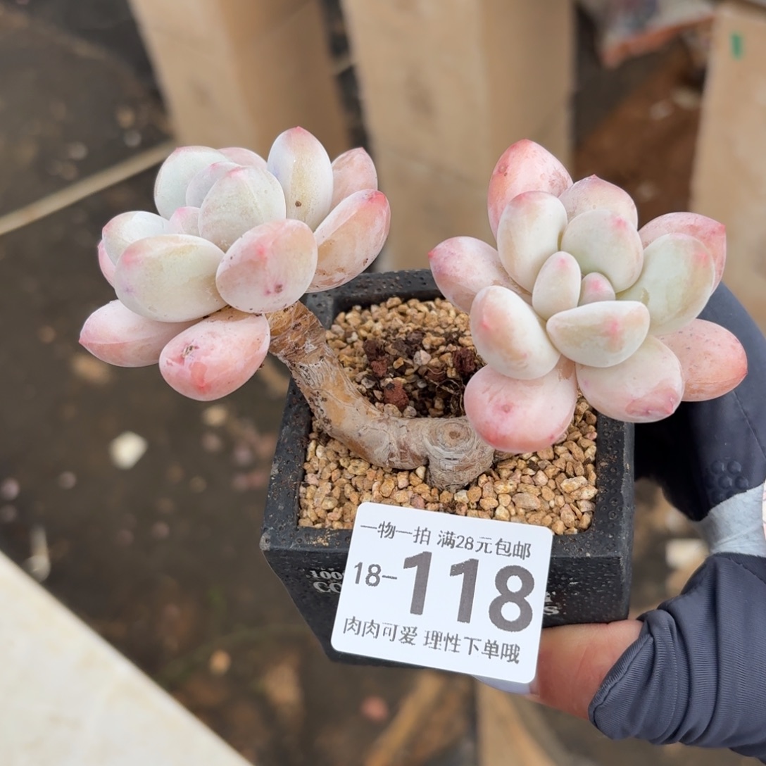 香水无盆土发货无盆