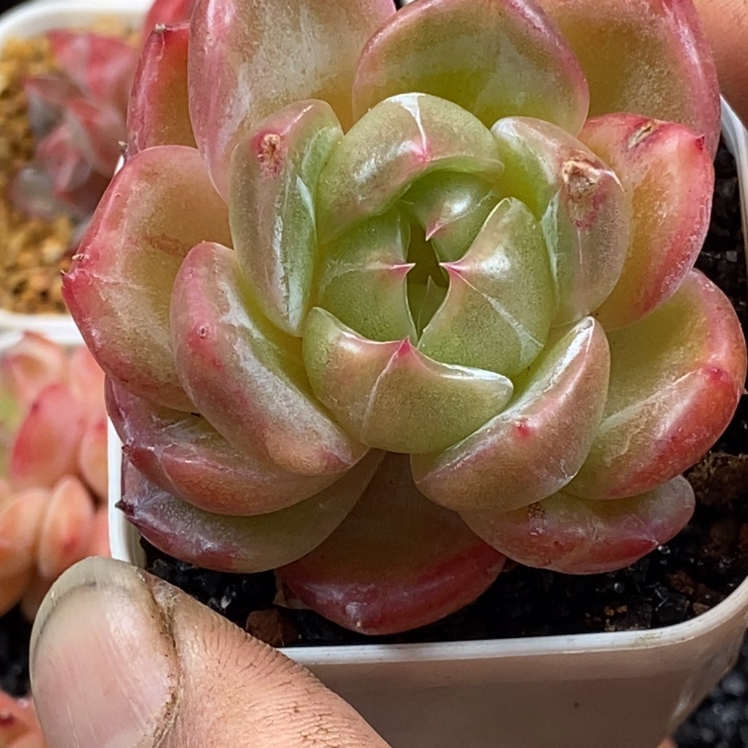 天官赐福百无禁忌
