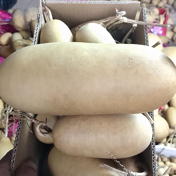 安***道天然葫芦20个东瓜葫芦一个大东瓜葫芦