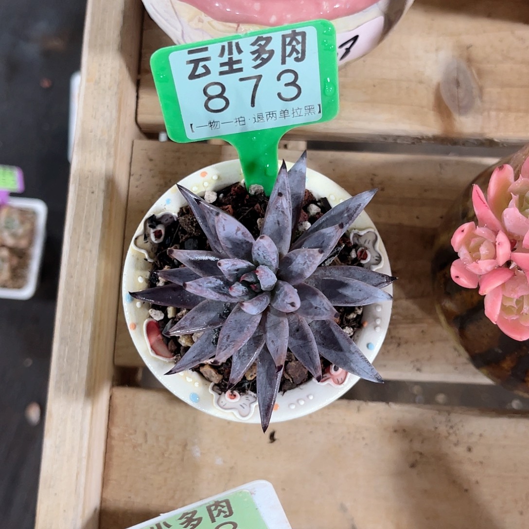 我****云尘多肉一物一拍873不含盆