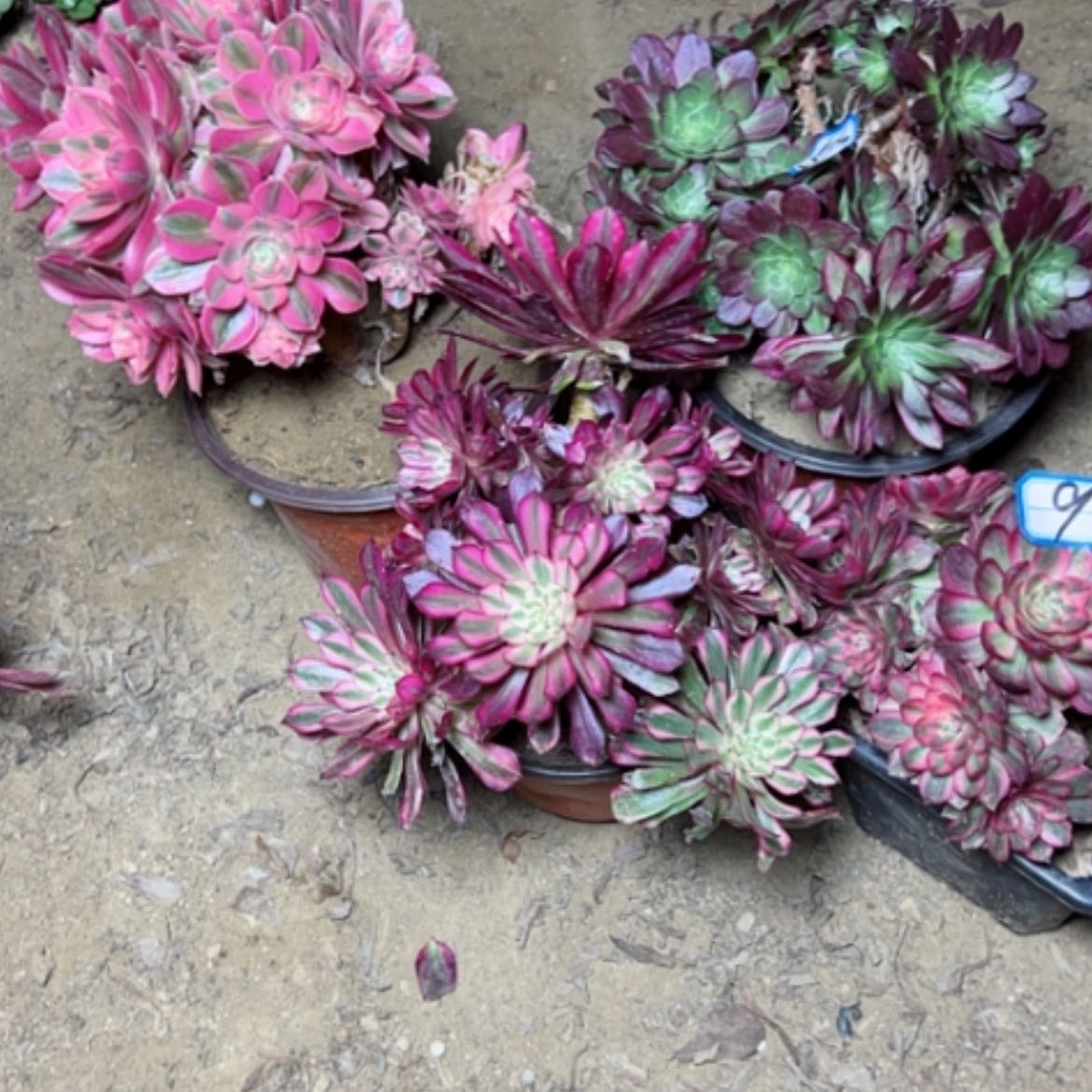 【闪购商品】多肉植物砍过不售后9