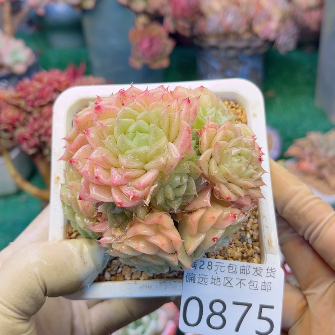 大0875/（sg xg ch b h j