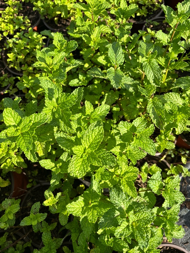 薄荷盆栽留兰香四季常青好养易活室内驱蚊植物