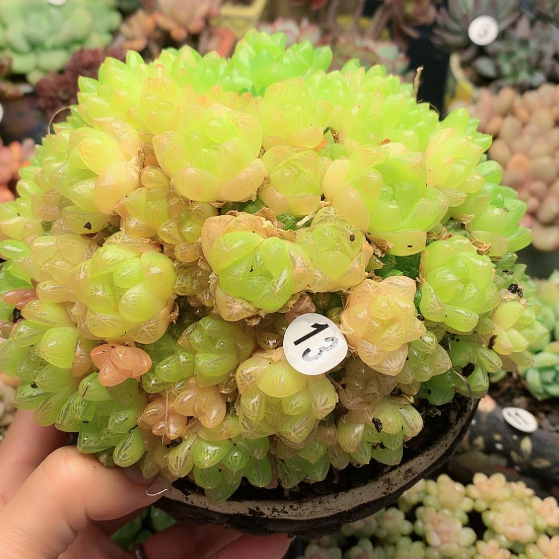 【闪购商品】咸菜橙雨露