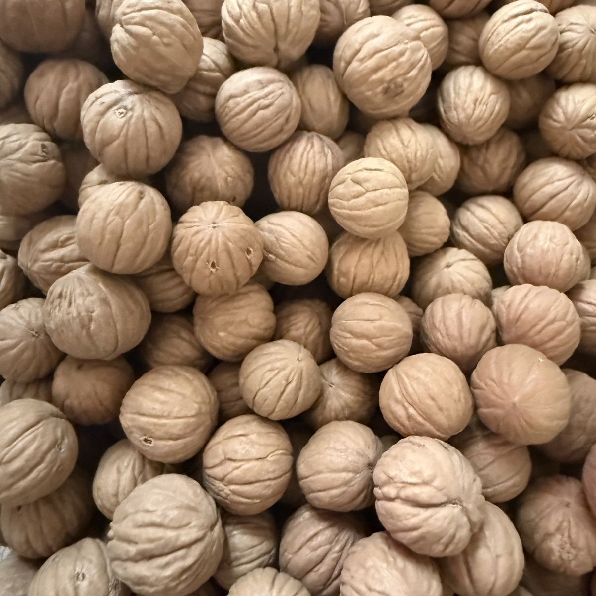 原色猴头核桃散籽精品凤羽高油高密