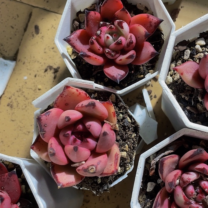 罗密欧3.8带盆土