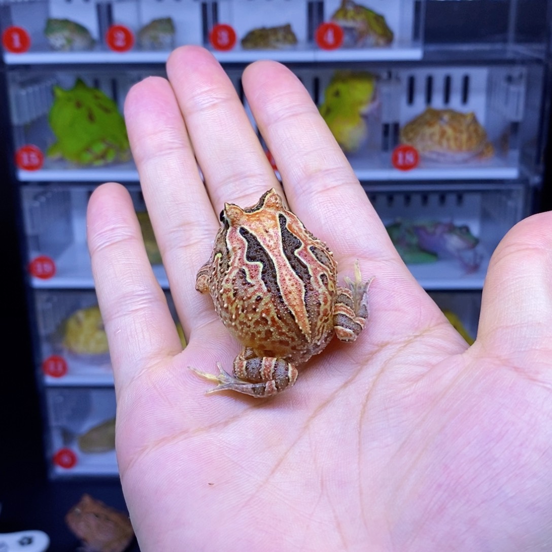 小***麻角蛙角蛙3-10cm闪购专享链接