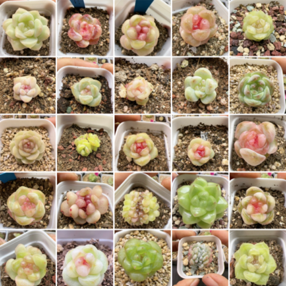 园艺精品多肉植物糖心珍妮景天脱土裸根