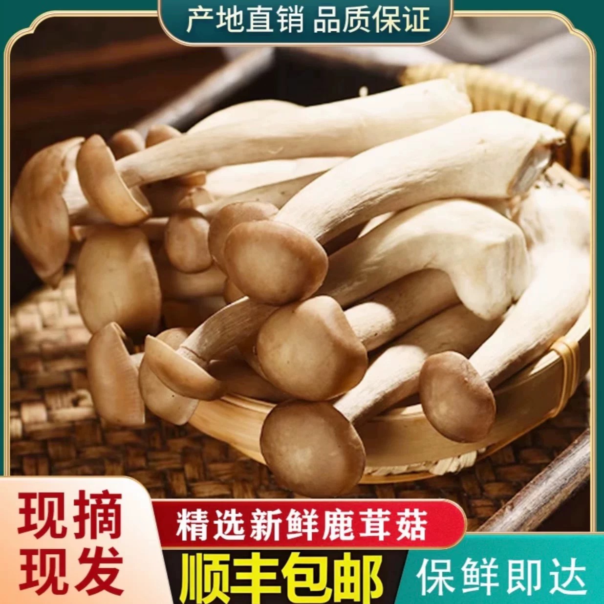 【顺丰发货，买一送一】高山鹿茸菇新鲜新货脆嫩炒菜炖煲鸡汤凉拌