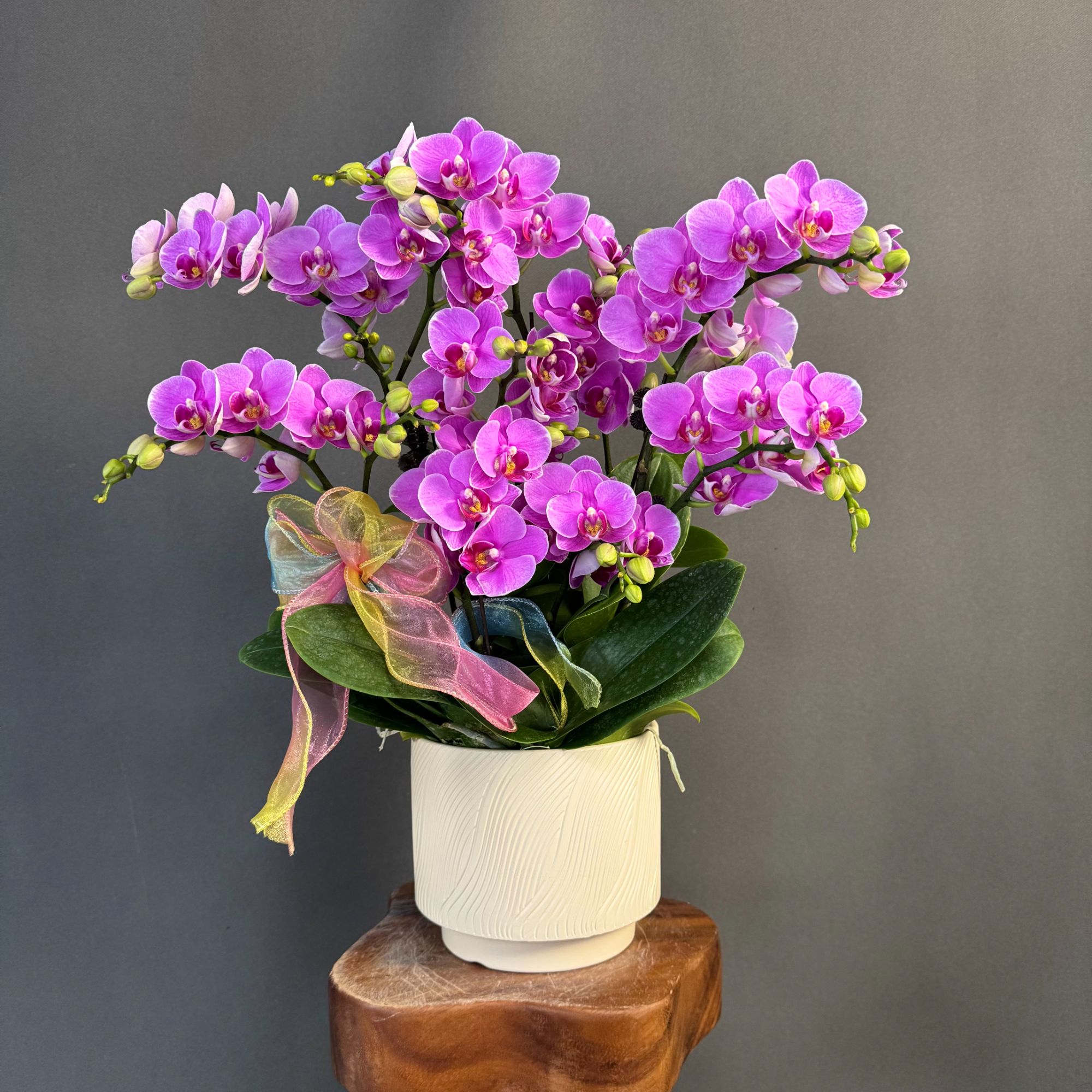 【紫蝶】欧品 粉紫色花量大花苞多爆花中型蝴蝶兰室内花卉