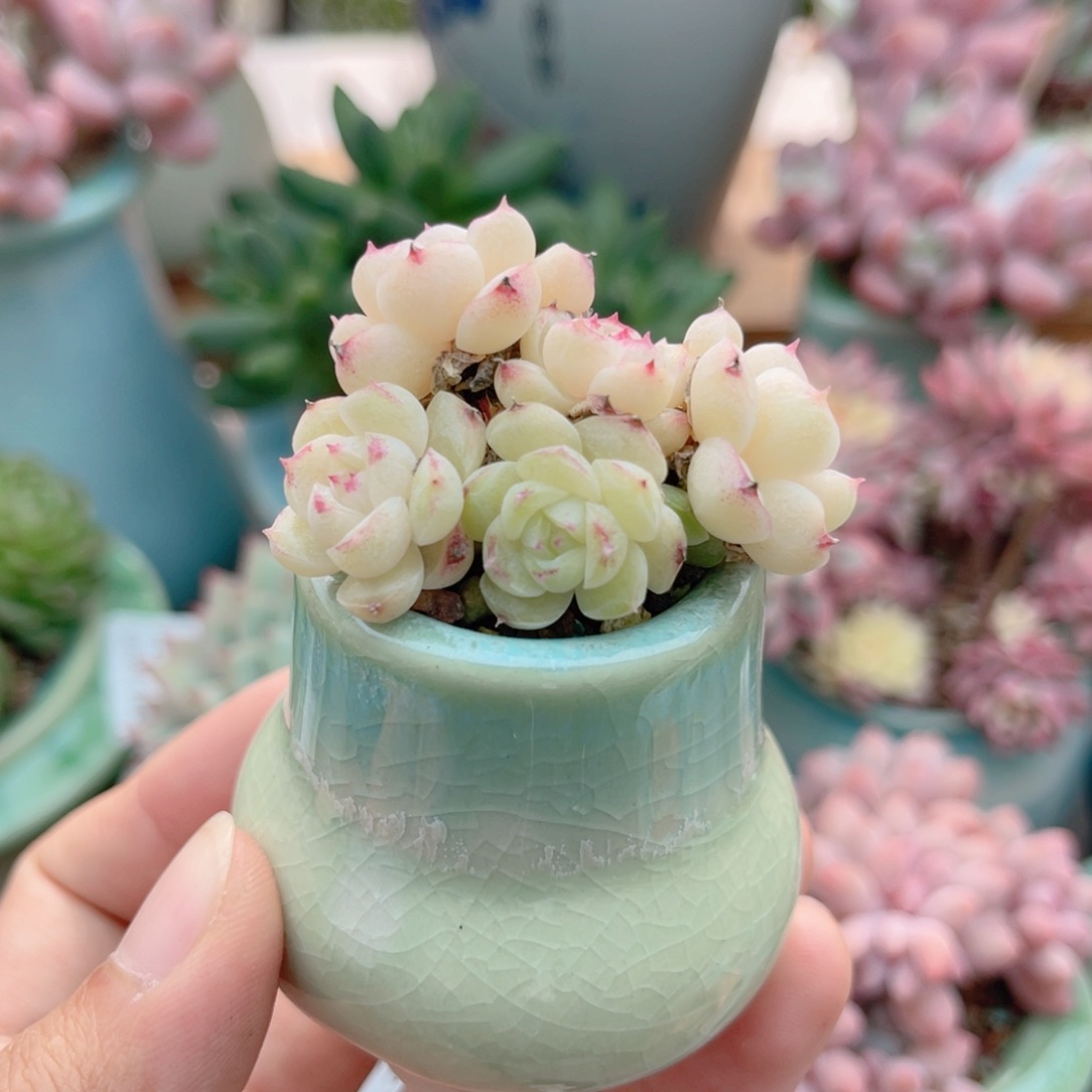 648 带陶瓷盆发货 一物一拍