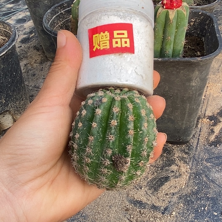 随机彩草一颗送生根粉一瓶