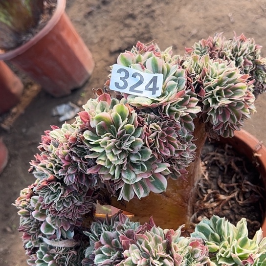 音***爱多肉植物一个法师324