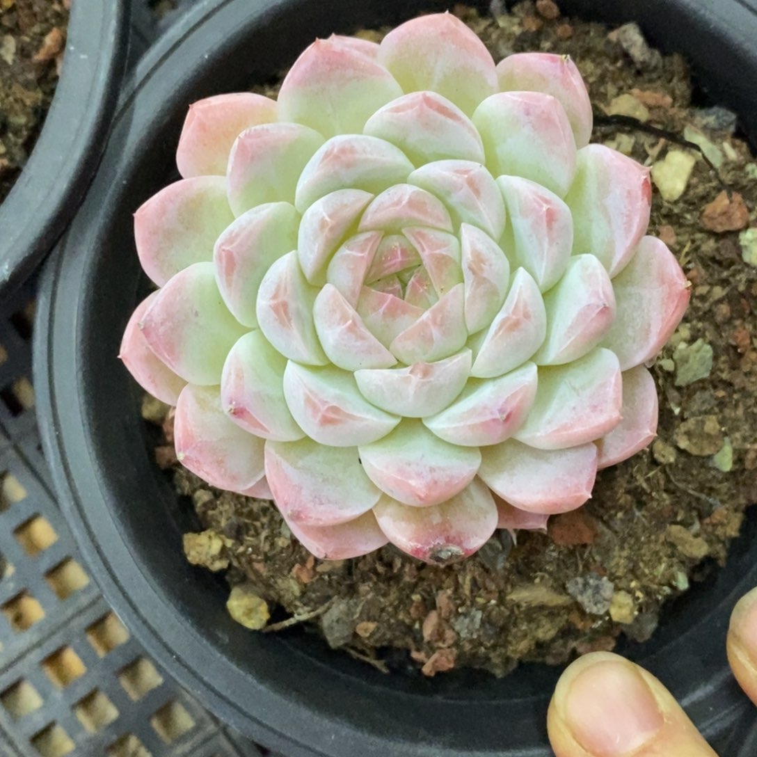 精品多肉一物一拍不包整421