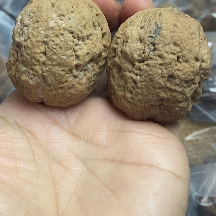 把件文玩核桃云南铁核桃基地33