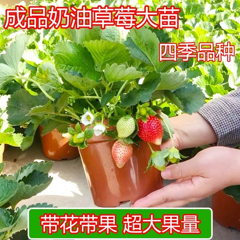 （带花带青果）奶油红颜草莓盆栽原盆原土南北方均可种植盆栽