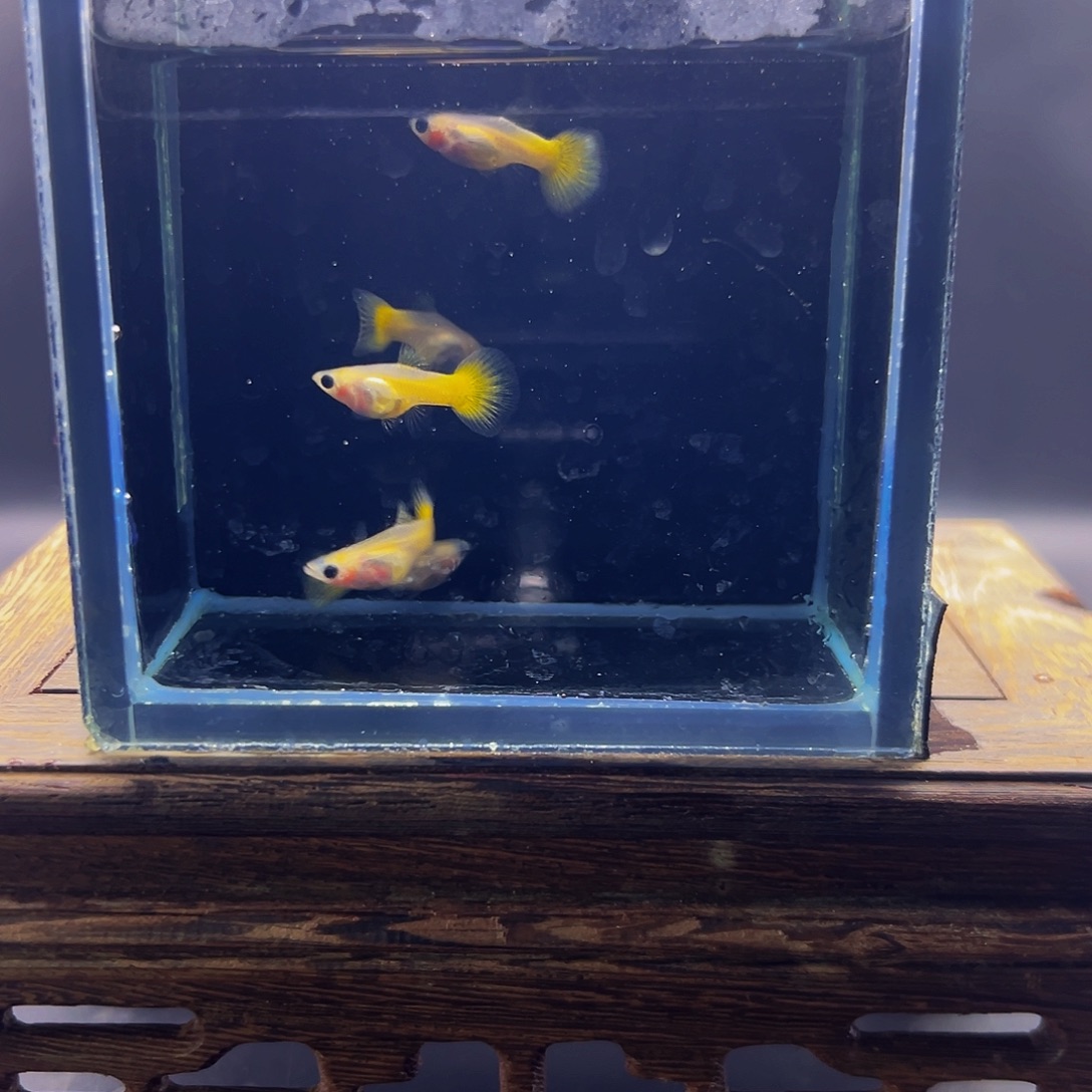 孔雀鱼黄金玻璃猫母鱼