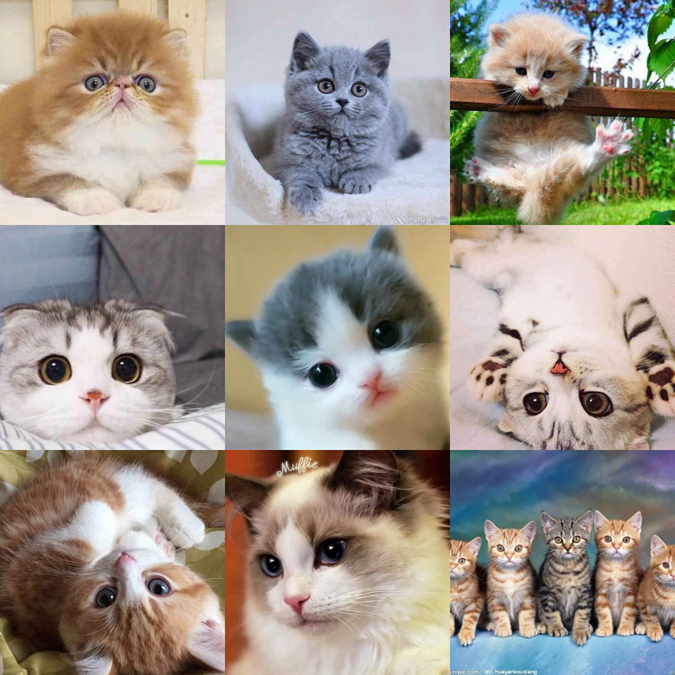 布偶美短黑猫咪白猫蓝猫英短银渐层美短虎斑小奶猫蓝胖子标斑猫粮