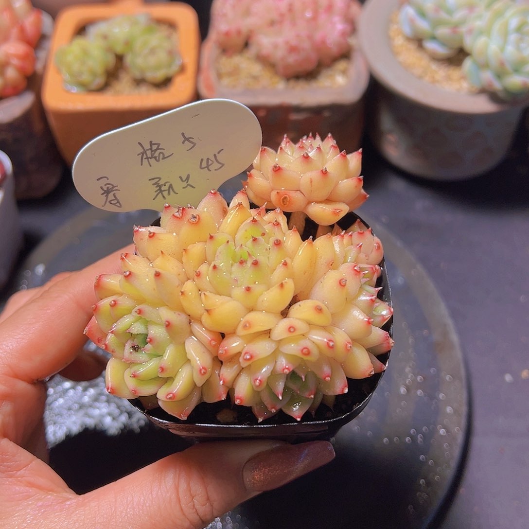 格*新品，多肉植物