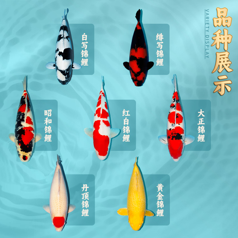 福袋 精品血统锦鲤随机一尾 不寄养 不包损