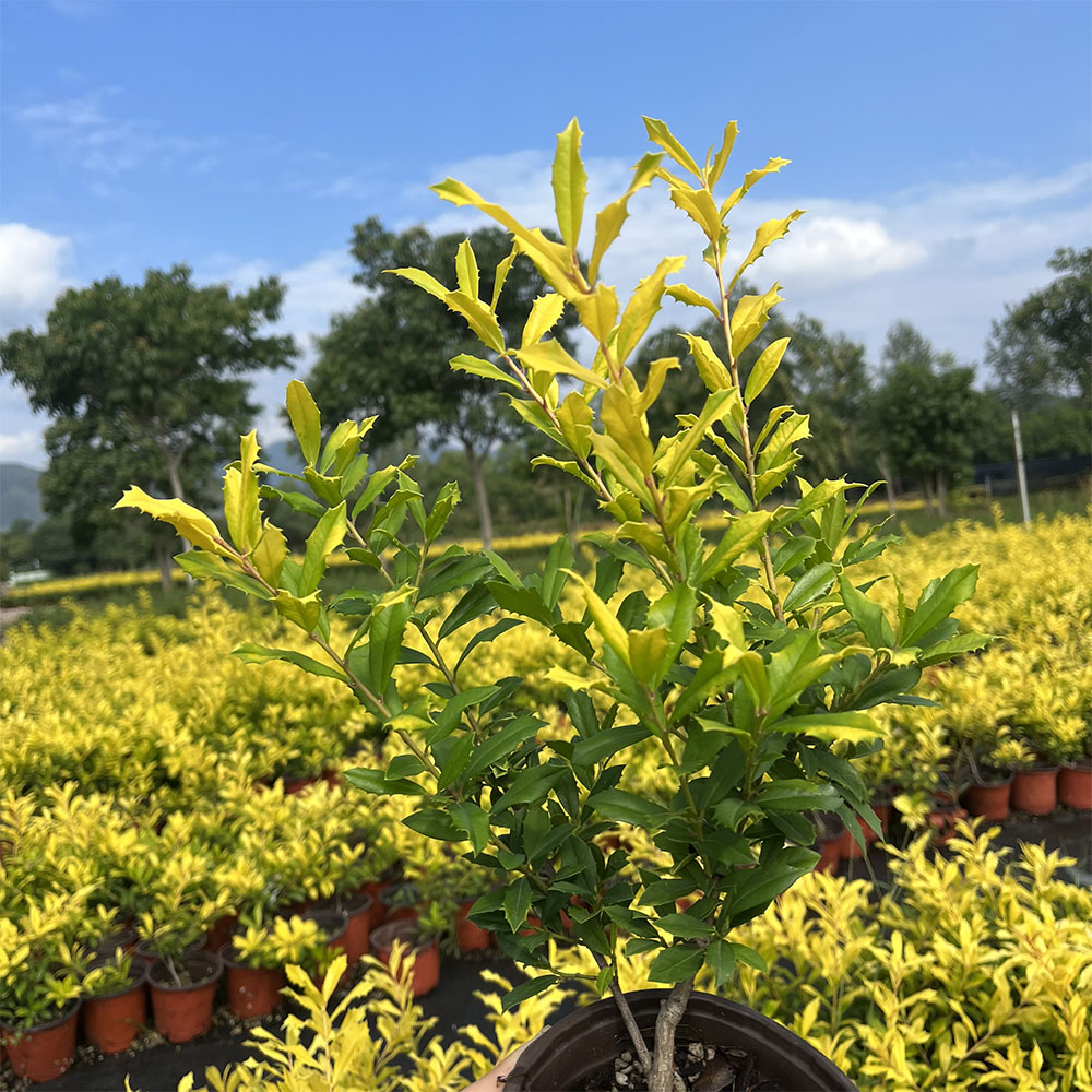 黄金枸骨庭院造景植物可盆栽可地栽耐寒耐热绿植四季观叶
